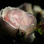 pink rose pictures1