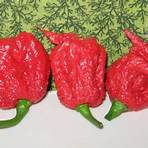 semente carolina reaper2