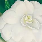 georgia o'keeffe paintings2