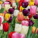 tulipanes2