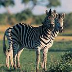 Best of Zebra: In Black and White Zebra1