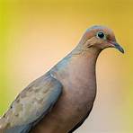 mourning dove pictures1