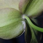 weißer belag auf orchideen2