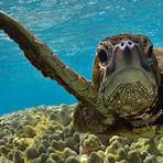 How long do sea turtles live?2