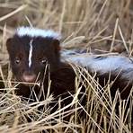 skunk animal3