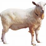 nubian goats3