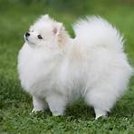 little white dog4