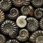 ammonites history5