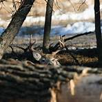 Do Whitetails eat ruts in December?1