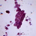 entamoeba coli trophozoite under microscope definition3