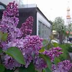 Lilacs in the Spring filme3