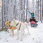 阿拉斯加雪橇犬 hk1