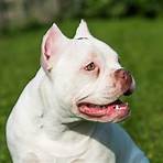 american bully4