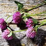 Does red clover interact with blood thinners?4
