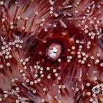 purple sea urchin scientific name4