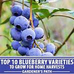 types of blueberries3