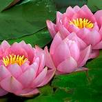 water lilies names5