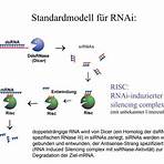 RNA interference wikipedia5