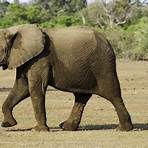 cuantos elefantes africanos quedan en el mundo1
