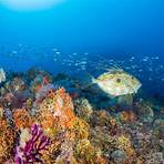 verschiedene arten von korallen2