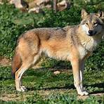 lobo vermelho canis rufus1