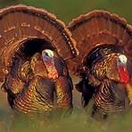 Is the Australian Turkey related to the Turkey?3