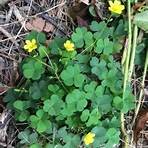 Oxalis3