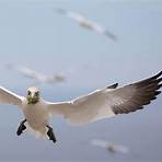 gannet bird4