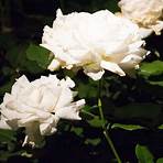 white rose varieties3