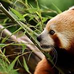 Are red pandas related to giant pandas?4