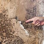 termite damage repair contractors4