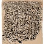 what does santiago ramón y cajal say about the brain development of adults3