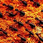 subterranean termites treatment cost singapore4