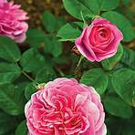 The English Roses1
