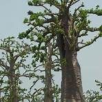 les baobabs en afrique5