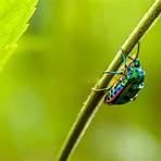 insect images3