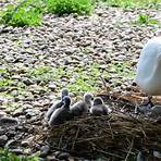 Abbotsbury, England4