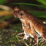 horned frog tadpole1