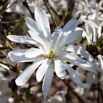 magnolia stellata1