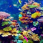 tipos de corais4