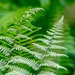 How do you care for fern plants?3