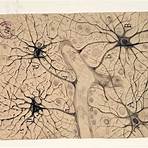 what does santiago ramón y cajal say about the brain development of women4
