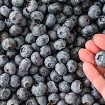 types of blueberries1