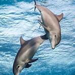 dolphin reef movie netflix cast1