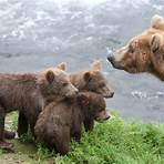 facts about grizzly bears3