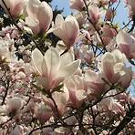 magnolia × soulangeana1
