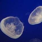 medusa común (aurelia aurita)2