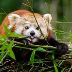 Are red pandas related to giant pandas?1