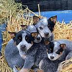 heeler puppies for sale in kansas1