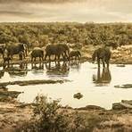 cuantos elefantes africanos quedan en el mundo3